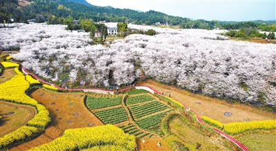 铁门乡长塘村，雪白的樱花与金黄的油菜花交相辉映，游客在如画的风景中游玩，好一幅乡村春景图。记者 向成国 摄