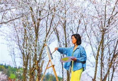 近日，铁门乡长塘村樱花园，洁白的樱花绽放，市民在绘画，记录这一抹春色。 记者 熊伟 摄
