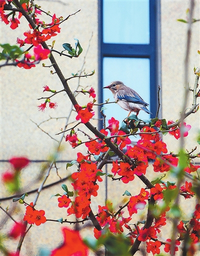 近日，正龙寺公园，鸟儿被绯红明艳的海棠花吸引，在花间觅食、鸣叫。记者 向成国 摄
