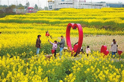 近日，荫平镇太平社区油菜花盛开，游客在金色花海中游玩，追寻春天的快乐。 记者 向成国 摄