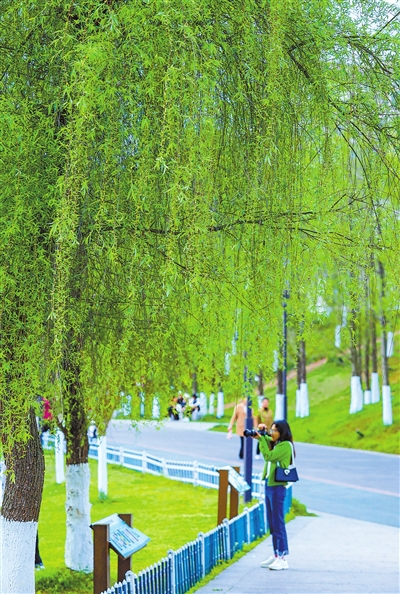 双桂湖国家湿地公园，柳条依依，春色满园，市民在拍照、赏春。记者 熊 伟 摄