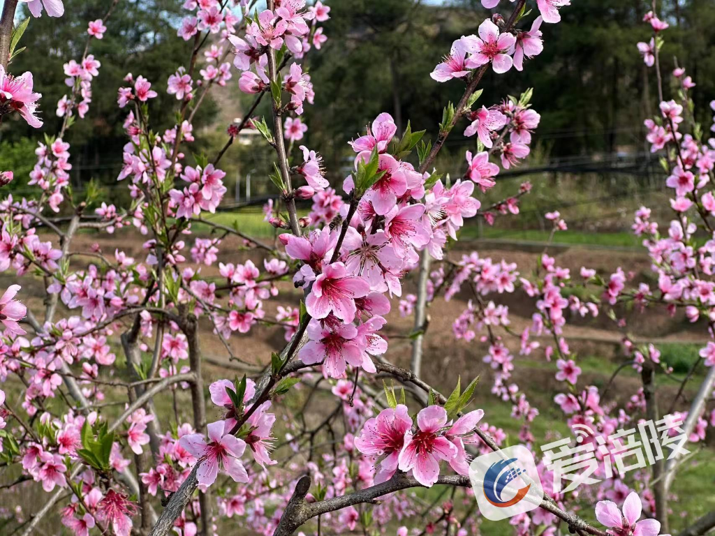 Peach blossoms in full bloom. (Photo provided by Zhang Xiaoyan)