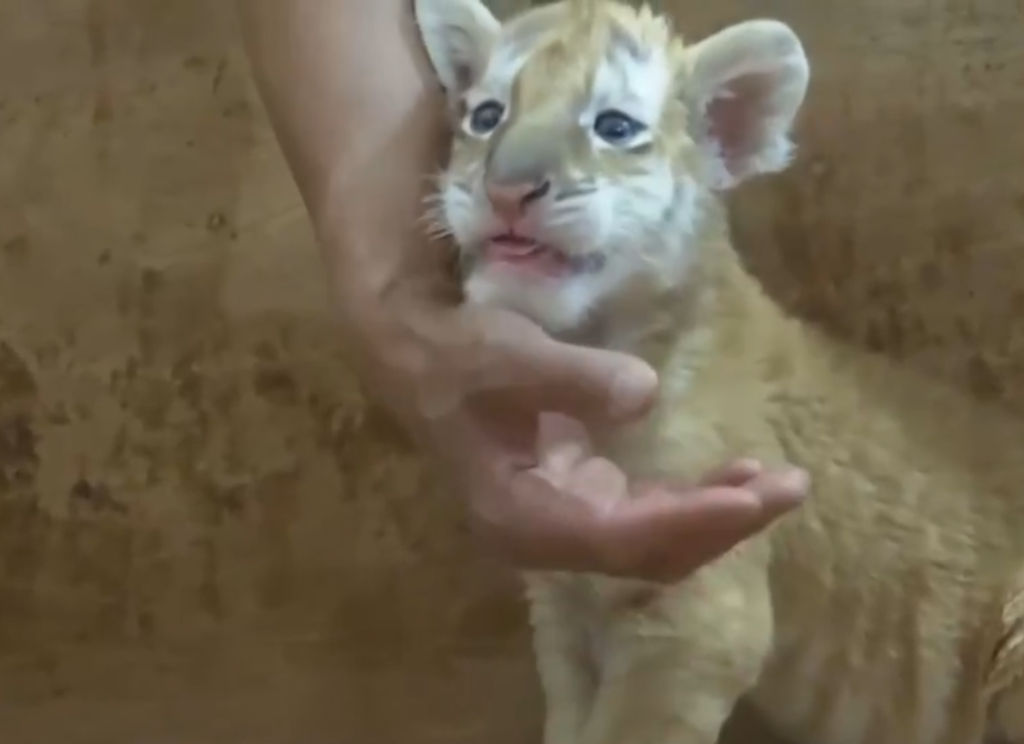 Golden tiger baby "Jinshanshan" (Screenshot)