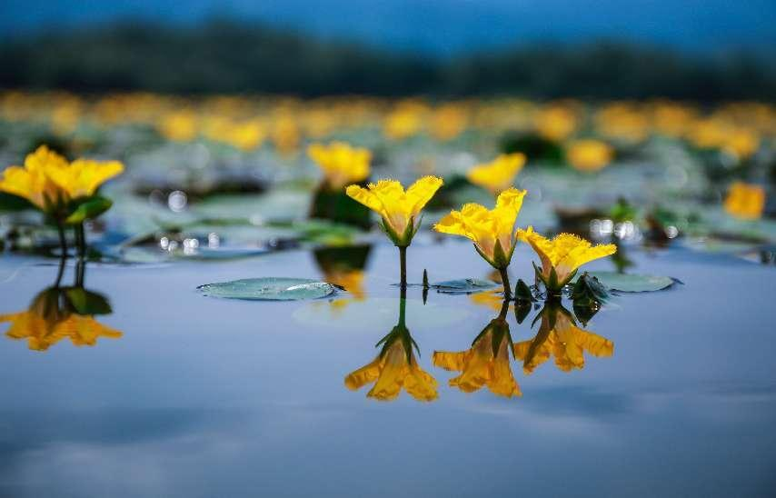 梁平双桂湖国家湿地公园，金黄的荇菜花开满湖面。通讯员 熊伟 摄