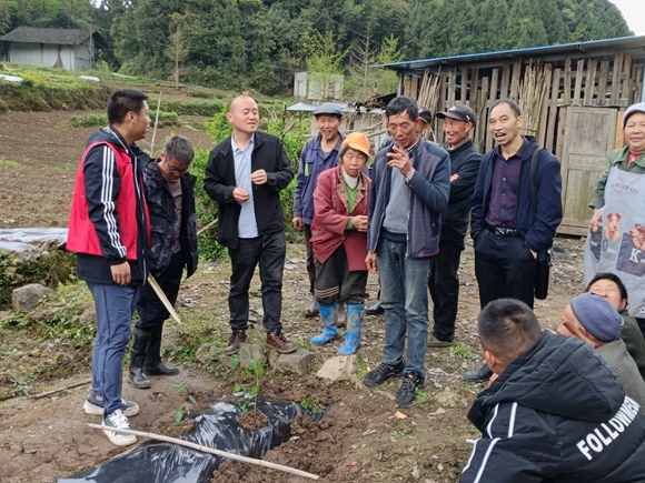 龙沙镇辣椒种植技术培训