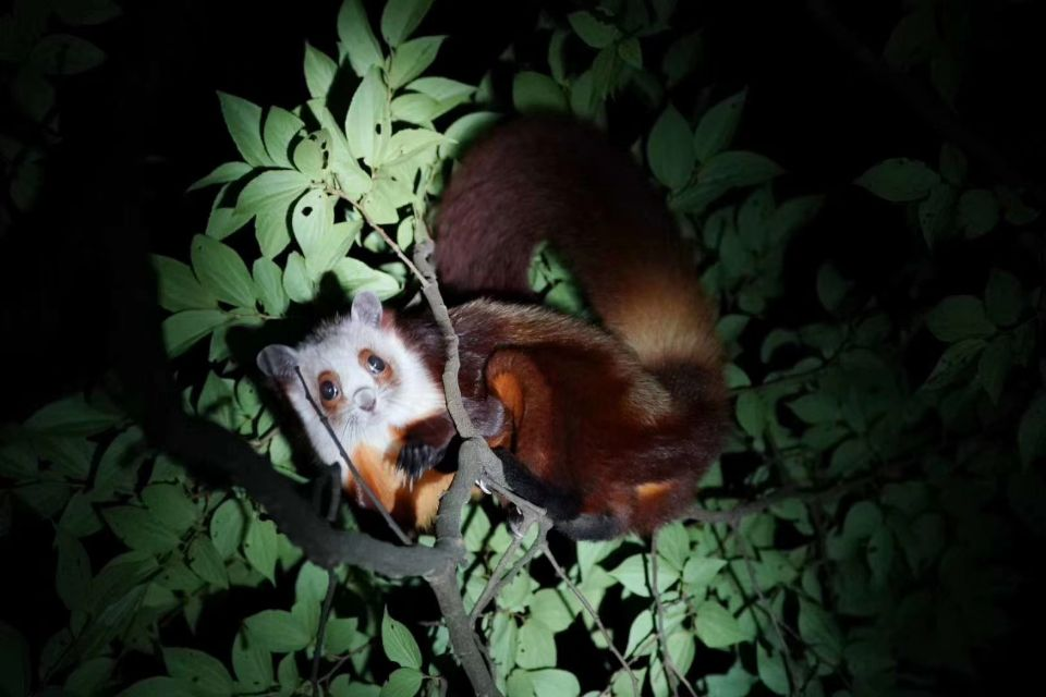 Red and white flying squirrel (Photo provided by Chongqing Gold Buddha Mountain National Natural Reserve)