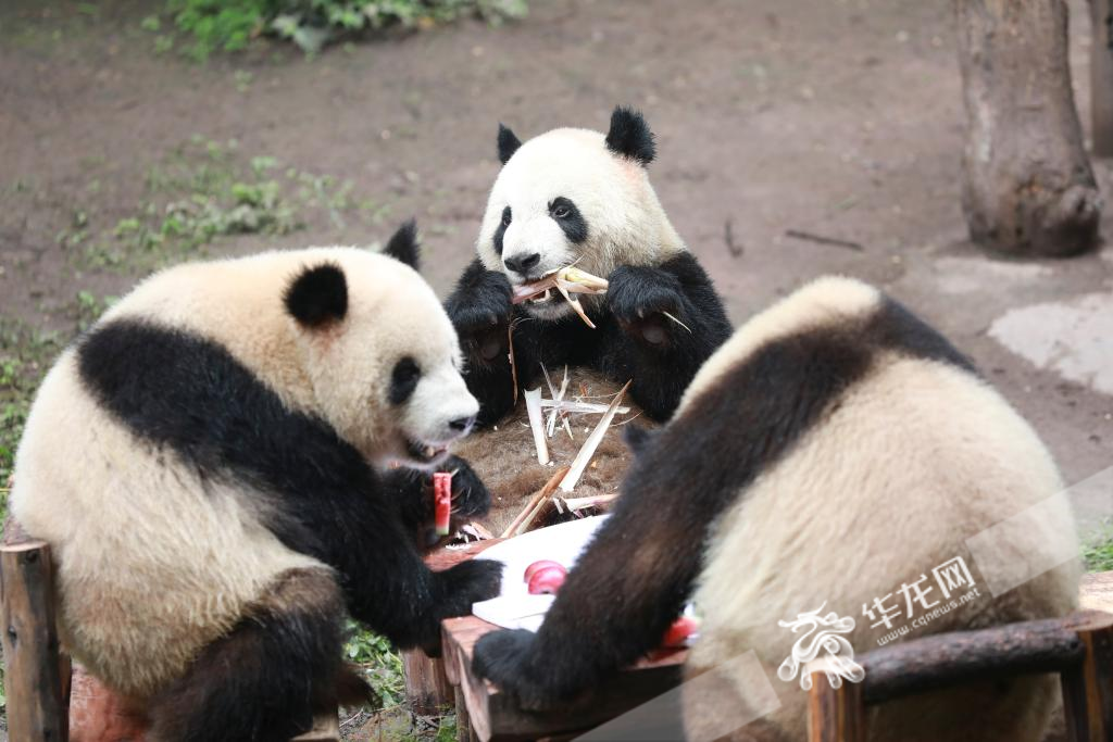 Giant pandas in Chongqing Zoo