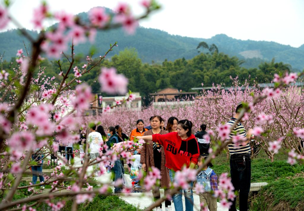 1、铜梁区围龙镇千亩桃花期已到，引来不少游客。