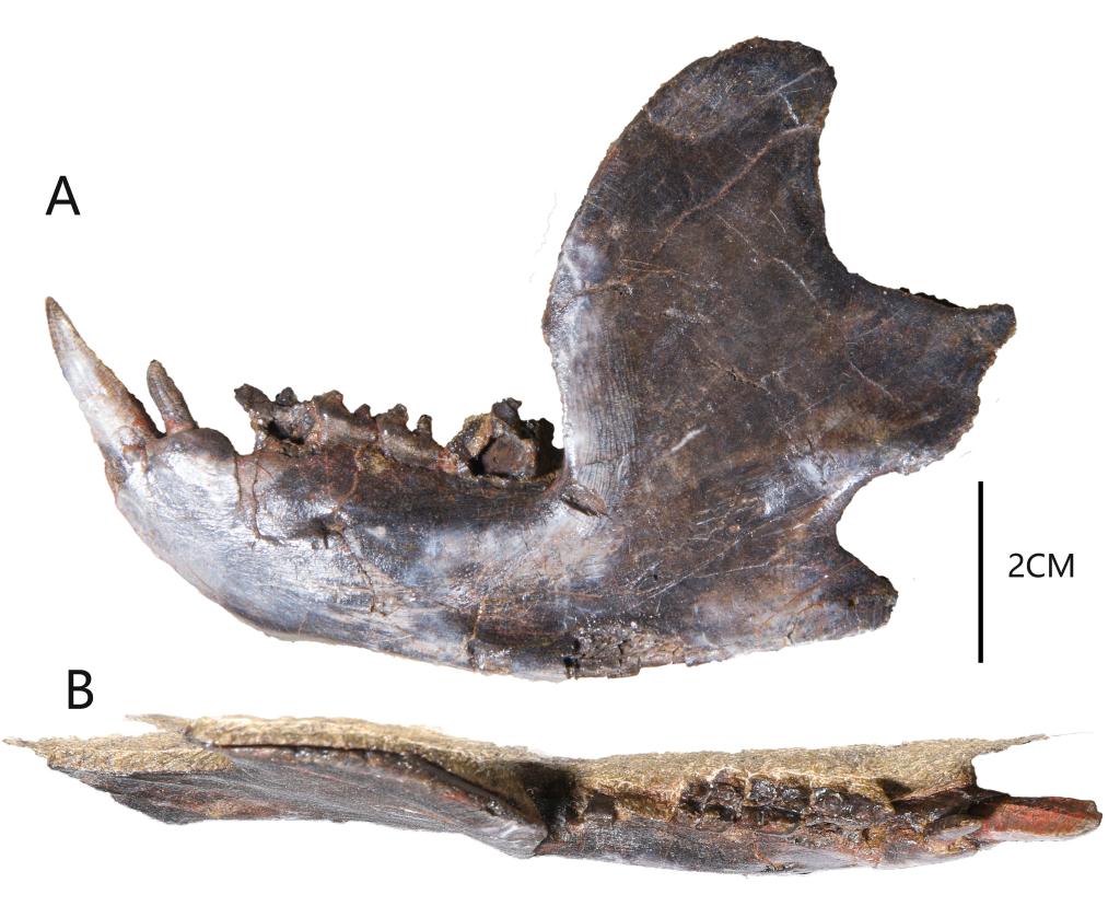 三列齿兽类下颌骨。受访者供图
