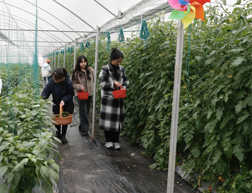 6、设施蔬菜科技园里，游客正在体验采摘螺丝椒和小番茄。