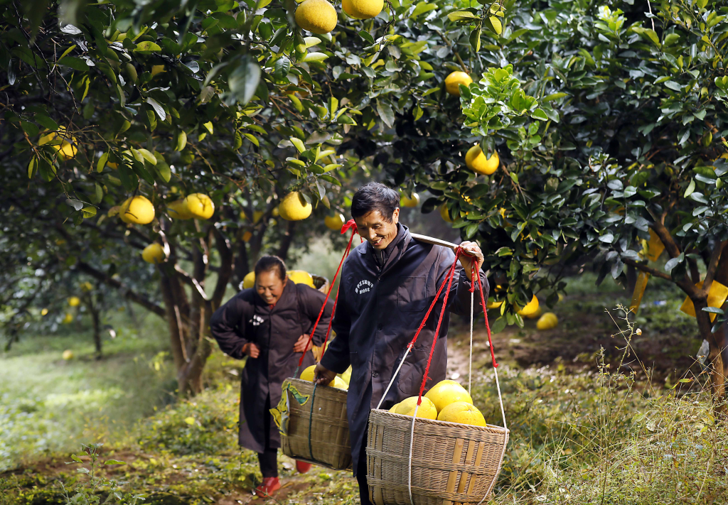万石耕春·梁平柚海景区，柚农们在采摘柚子。通讯员 向成国 摄