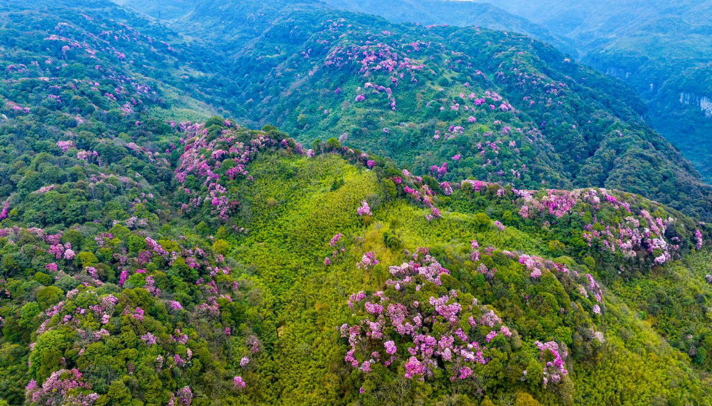The 15th Golden Buddha Mountain Azalea Festival & the first Nanchuan B&B Festival kicked off on April 13. (Photo provided by the scenic area)