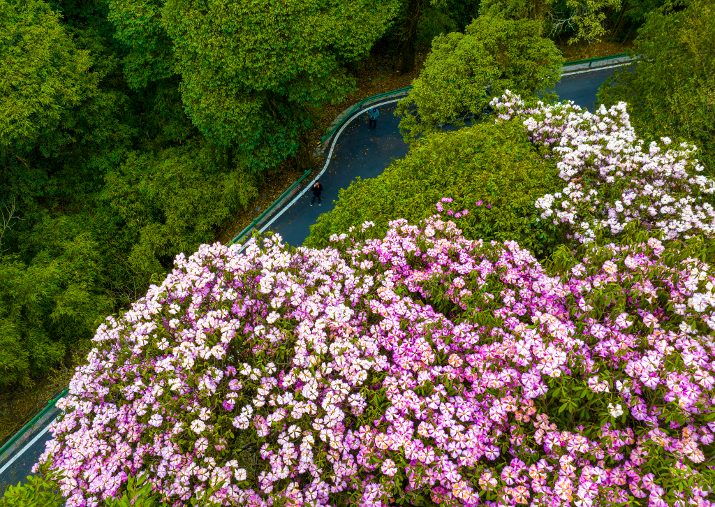 The blooming azaleas on Golden Buddha Mountain. (Photo provided by the scenic area)