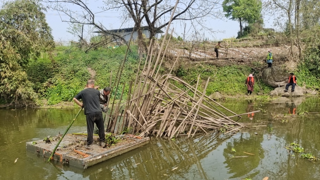 清理河道枯竹 重庆高新区生态环境局 供图