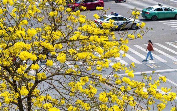 黄花风铃木迎来盛花期。记者 甘昊旻 摄
