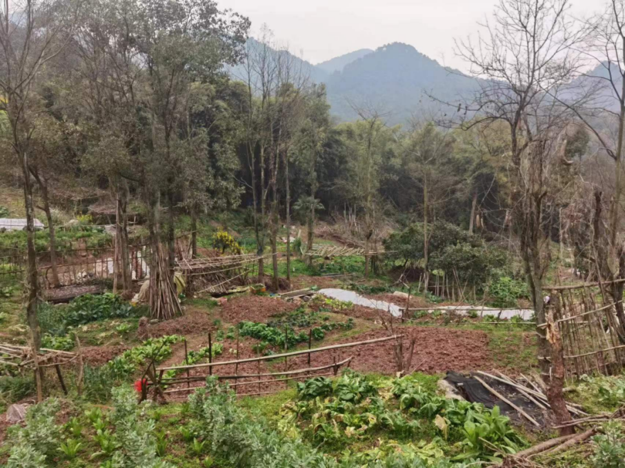 恢复前的林间菜地。重庆高新区综合执法局供图 华龙网发