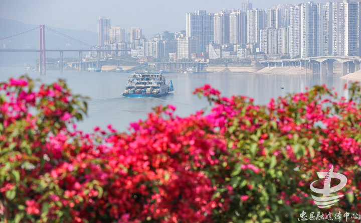 Blooming bougainvilleas (Photo provided by Zhongxian Convergent Media Center)