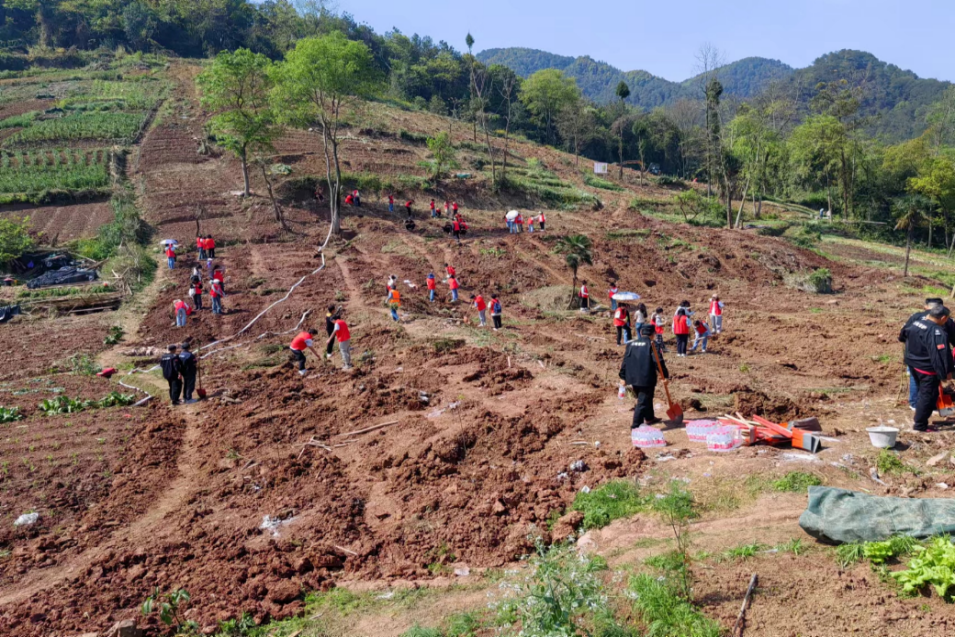 林地恢复现场。重庆高新区综合执法局供图 华龙网发