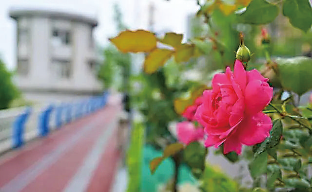 Chinese roses by the footpath