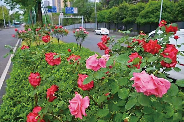 Chinese roses in full bloom