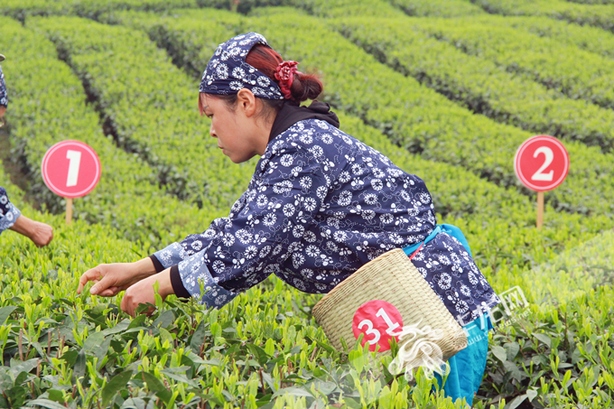 来自泸州、永川、江津的参赛队伍齐聚现场，共同切磋采茶技能。华龙网 张颖绿荞 摄