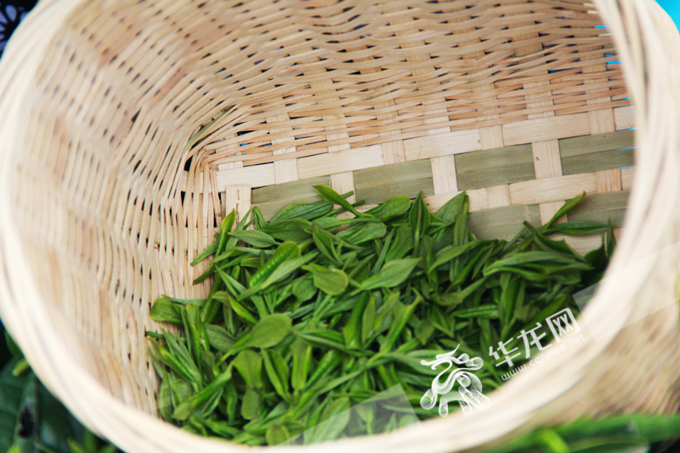 永川秀芽具有“芽叶翠嫩、色绿香幽”的独特品质。华龙网 张颖绿荞 摄