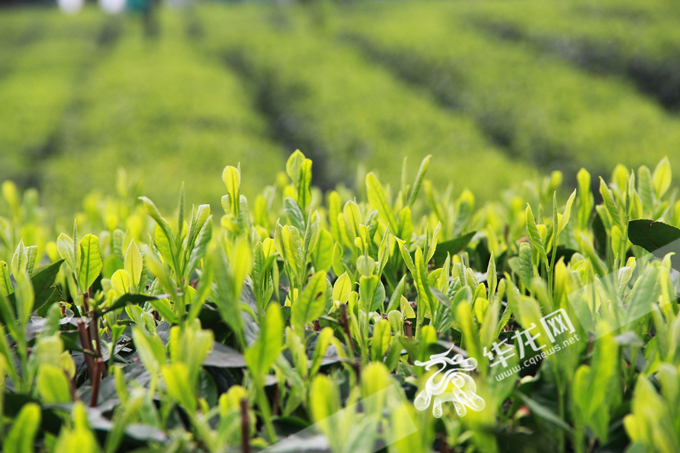 永川秀芽为针形绿茶，产于永川区境内“五大山脉”茶区。华龙网 张颖绿荞 摄
