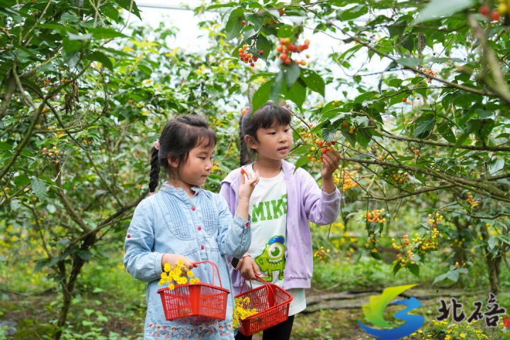 孩子们在北碚区天府镇代家村樱桃园体验采摘乐趣。