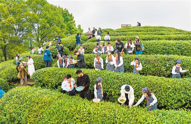 Chinese and foreign adolescents were picking tea at Chongqing Tea Mountain Bamboo Forest National Forest Park on April 21.