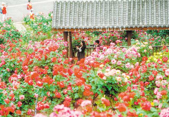 On April 18, tourists captured photos amidst the flowers in the Rose Garden of Yunlong Village, Sanjiao Town, Yongchuan District. (Photographed by Cui Li / Visual Chongqing)