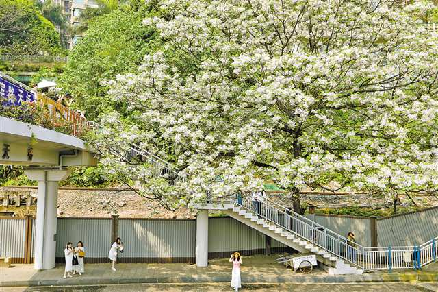 On April 15th, on Jiubin Road in Jiulongpo District, blooming neem trees attracted citizens and tourists to pause and capture the moment. (Photographed by Yin Shiyu / Visual Chongqing)