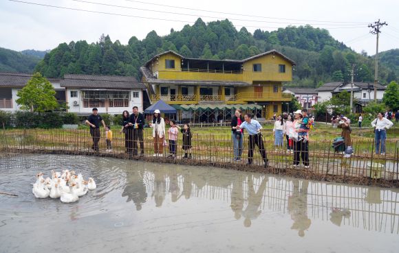 游客在体验稻田套鹅的乐趣。梁平融媒体中心 向成国 摄