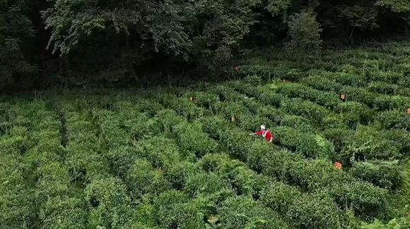 生态茶园。土地乡政府供图 华龙网发