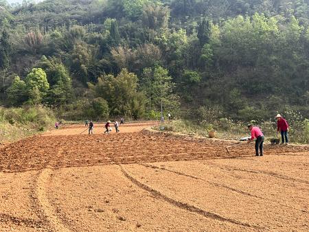 寨门村村民们正在挖种坑、施底肥。记者 赵竹萱 摄