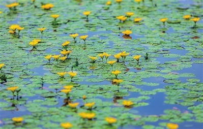 The waving fringed water lilies in the Shuanggui Lake National Wetland Park present a beautiful picture. (Photographed by Xiong Wei) 