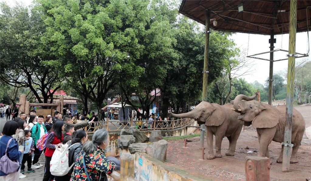 游客与非洲大象近距离接触。