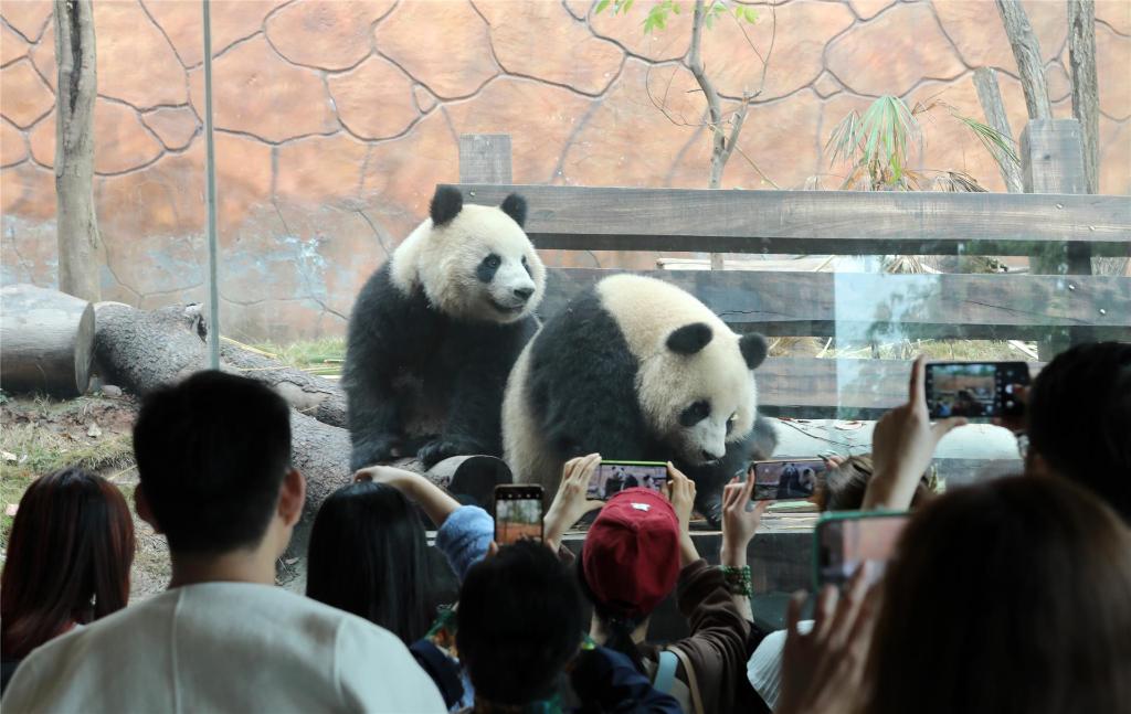 游客与大熊猫和谐共处。