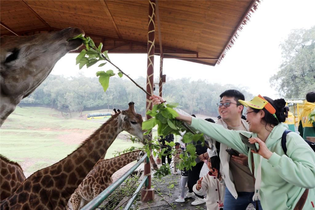 游客与长颈鹿近距离接触。