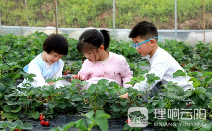 带着孩子们享受采摘乐趣。记者 刘禹珑 李妍 供图