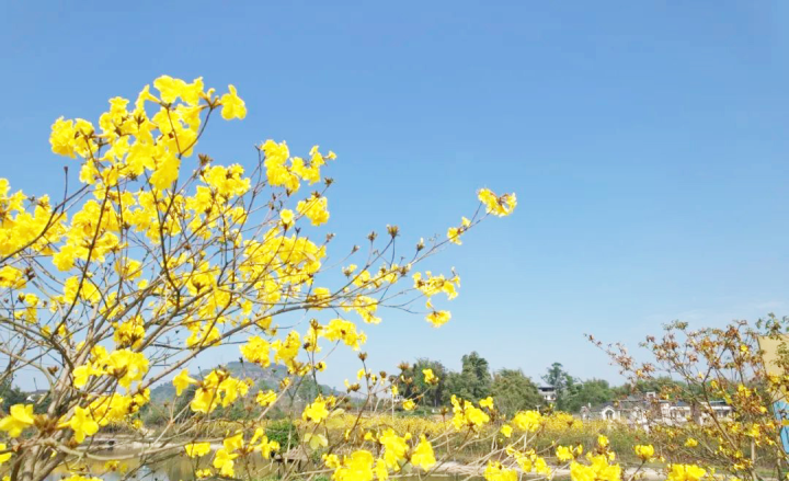 黄花风铃木带来别样的春日烂漫。