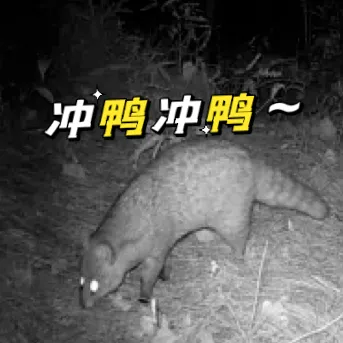 Small Indian civet (Photo provided by Chongqing Forestry Bureau)