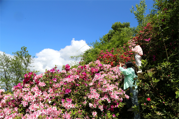 人们登高赏景，穿行于花海小径。云阳县融媒体中心供图 华龙网发