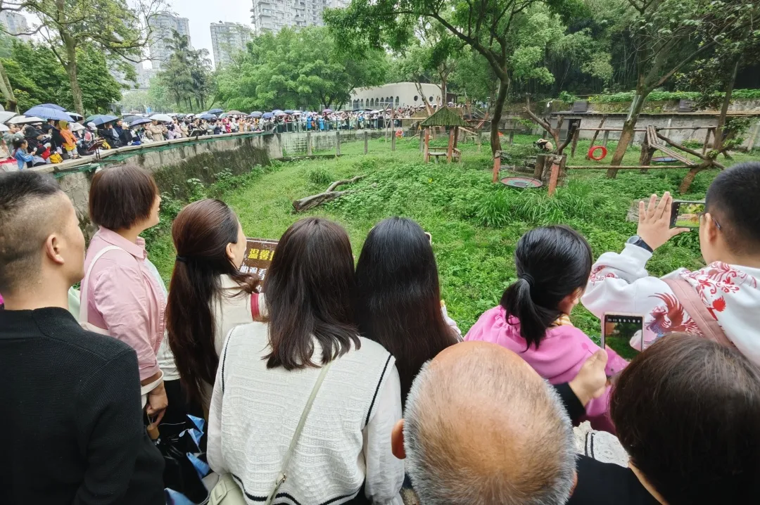 重庆动物园的熊猫们，吸引全国游客“打卡”。受访者供图