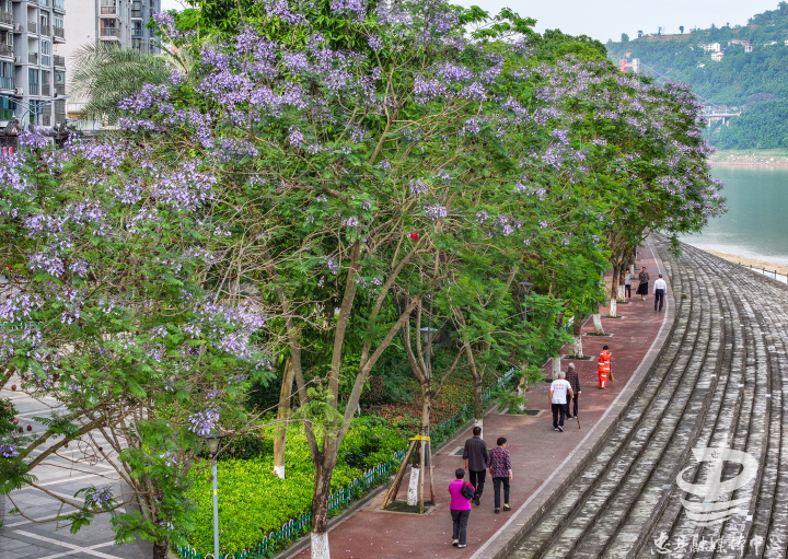 Jacarandas are in full bloom. (Photo provided by Convergence Media Center, Zhongxian County)