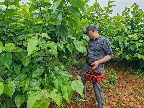 Recently, tourists are picking mulberries in Hongyanzhai Mulberry Picking Garden, Mingda Town. (Photographed by Yang Sen)