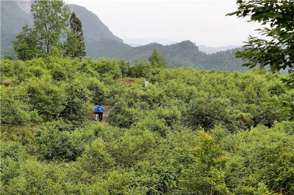 3萬(wàn)畝油茶基地。彭水縣委宣傳部供圖