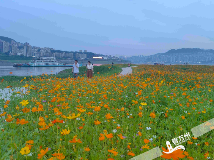 Sea of flower in the riparian zone of Wanzhou (Photographed by Ying Yanli / Chongqing Three Gorges Converged Media Center)