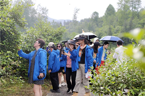 記者們在油茶基地采訪。彭水縣委宣傳部供圖