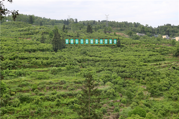 萬畝油茶基地。彭水縣委宣傳部供圖