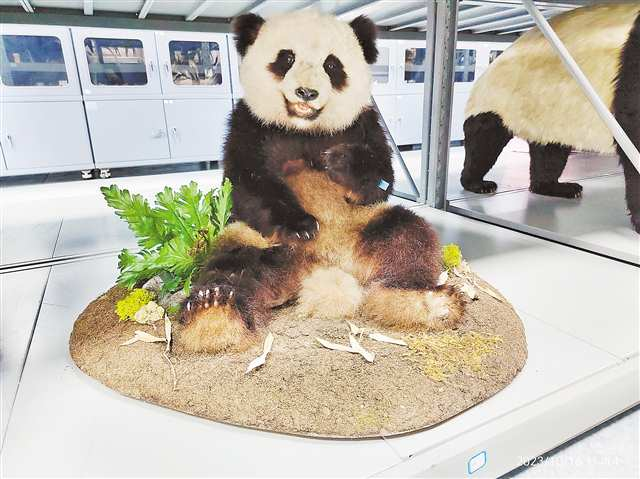 A giant panda specimen that has just been restored (Photo provided by the Chongqing Natural History Museum)